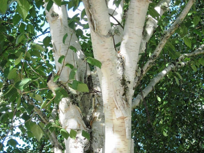 Direct Plants 3X 5-6Ft Betula Snow QueenWhite Stem Himalayan Birch TreesSupplied In Pots from B&Q