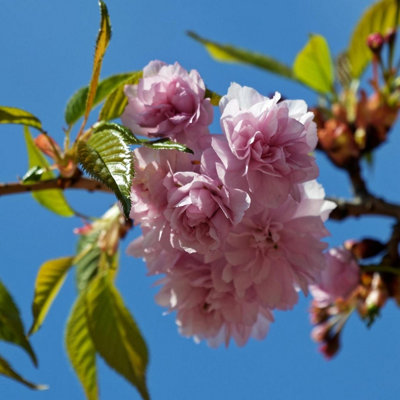 Direct Plants Prunus Kanzan Japanese Flowering Cherry Tree100-120Cm TallGarden & Patio ReadySupplied In A 7.5 Litre Pot from B&Q