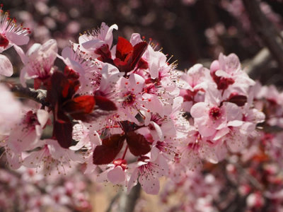 B&Q -  Prunus Nigra CistenaFlowering Plum TreeGarden & Patio100-120Cm TallSupplied In A 7.5 Litre Pot