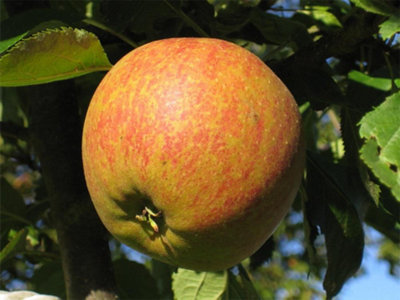 Direct Plants Cox's Orange Pippin Apple Fruit Tree125Cm-150Cm TallSupplied In A 7.5 Litre Pot from B&Q
