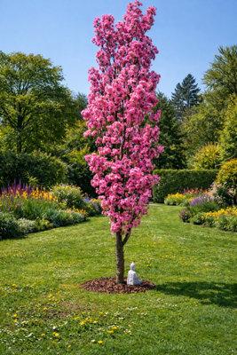 B&Q -  Prunus Amanogawa Flagpole Cherry Blossom TreeGarden & Patio Ready5Ft TallSupplied In A 7.5 Litre Pot