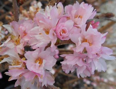 Direct Plants Prunus Autumnalis Rosea Cherry Blossom TreeGarden & Patio Ready 100-120Cm TallSupplied In 7.5 Litre Pot from B&Q