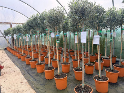 Direct Plants Olea Europaea Hardy Outdoor Garden Olive Tree 5-6Ft Tall from B&Q