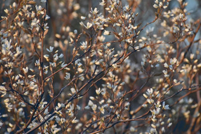 Direct Plants 3X Amelanchier Obelisk Saskatoon Fruit Trees 2-3Ft Large In A 3 Litre Pots from B&Q