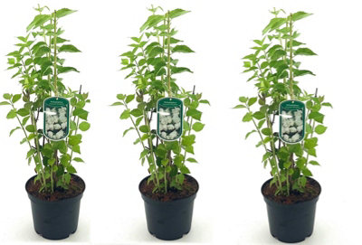 Direct Plants 3X Philadelphus Minnesota Snowflake ShrubsLargeSupplied In 3 Litre Pots from B&Q