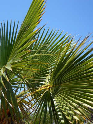 Direct Plants 3X Trachycarpus Fortunei Fan Palm Trees30-40Cm TallSupplied In 2/3 Litre Pots from B&Q