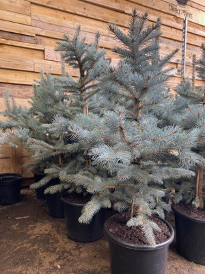 Direct Plants Picea Pungens Fat AlbertBlue Colorado Spruce Tree2.5Ft-3Ft TallSupplied In A 7.5 Litre Pot from B&Q