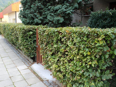 Direct Plants 25X Green Beech Fagus Sylvatica Hedging TreesSupplied In Pots from B&Q