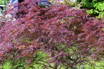 B&Q -  Acer Palmatum Dissectum GarnetLarge Japanese Maple Tree