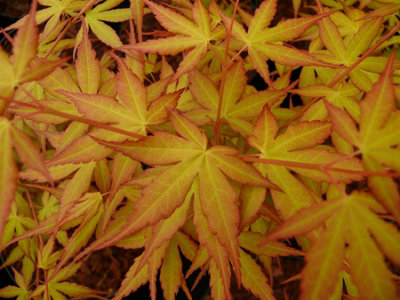 Direct Plants Acer Palmatum Katsura 3-4Ft TallLargeJapanese Maple Tree from B&Q