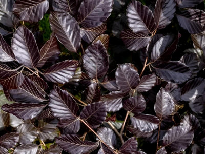 Direct Plants 10X 4-5Ft Copper Purple Beech Fagus PurpureaLarge Hedging TreesSupplied In 7.5 Litre Pots from B&Q