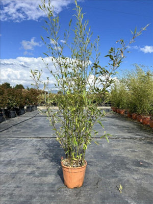 Direct Plants Extra Large Black Bamboo Phyllostachys Nigra 5Ft TallSupplied In A 10/12 Litre Pot from B&Q