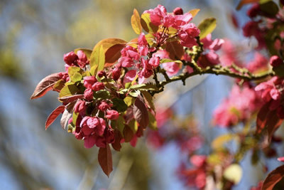 B&Q -  Malus Harry Baker Tree 6Ft Tall Supplied In A 12 Litre Pot
