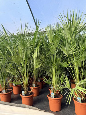 Direct Plants Chamaerops European Fan Palm Tree Extra Large4-5Ft TallSupplied In A 10 Litre Pot from B&Q
