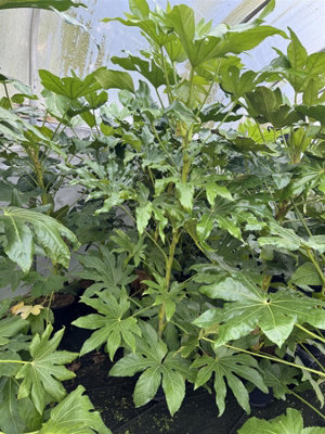 Direct Plants Fatsia Japonica Extra Large 3.5-4Ft Evergreen ShrubSupplied In A 7.5 Litre Pot from B&Q