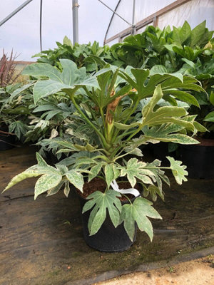 Direct Plants Fatsia Spiders Web Variegated Evergreen Shrub 2-3Ft TallExtra LargeSupplied In A 7.5 Litre Pot from B&Q