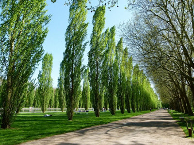 Direct Plants 5X Extra Large 4-5Ft Populus Nigra Poplar Italica Hedging TreesSupplied In 3/5 Litre Pots from B&Q