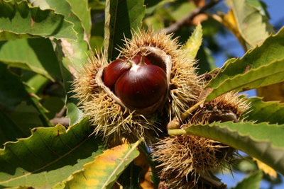 B&Q -  Sweet Chestnut Tree Castanea Sativa Fruit Nut Tree 6Ft Tall Extra LargeSupplied In A 7.5 Litre Pot