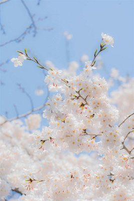 Direct Plants Prunus Snow Goose Cherry Blossom Tree5-6Ft TallSupplied In A 7.5 Litre Pot from B&Q