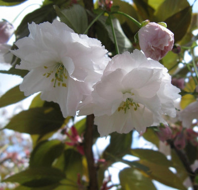 Direct Plants Prunus Shirofugen Cherry Blossom Tree5-6Ft Tall,supplied In A 7.5 Litre Pot from B&Q