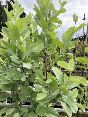 Direct Plants Sorbus Aria Lutescens Whitebeam Rowan Tree 5-6Ft Tall In A 7.5 Litre Pot from B&Q