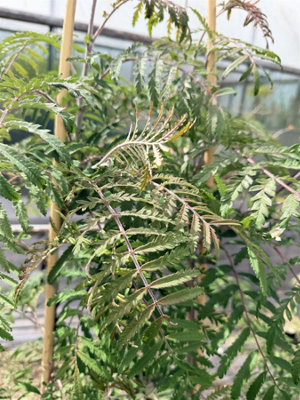 Direct Plants Sorbus Chinese Lace Mountain Ash Tree 5-6Ft In A 7.5 Litre Pot from B&Q