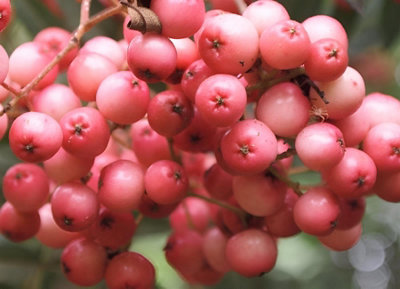 B&Q -  Sorbus Eastern Promise Mountain Ash Tree 5-6Ft Tall In A 7.5 Litre Pot
