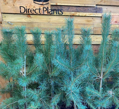 Direct Plants 3X Large Scots Pine Trees Pinus Sylvestris 2-3Ft Tall  In 3 Litre Pots from B&Q