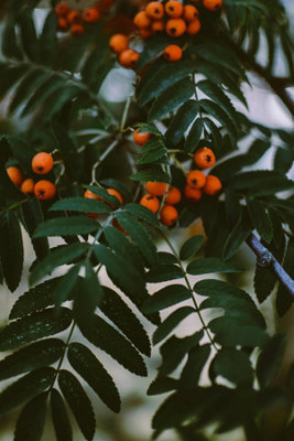 Direct Plants Sorbus Apricot Queen Mountain Ash Tree 5-6Ft In A 7.5 Litre Pot from B&Q