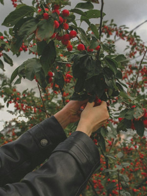 B&Q -  Malus Red Sentinel Crab Apple Blossom Tree 5-6Ft Tall In A 7.5 Litre Pot