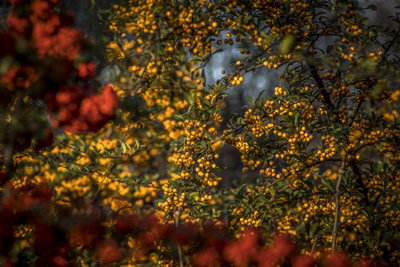 B&Q -  Cotoneaster Rothschildianus Evergreen Yellow Berry Tree 5-6Ft TallSupplied In A 7.5 Litre Pot