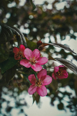 B&Q -  Malus Director Moerland Crab Apple Blossom Tree 5-6Ft Tall In A 7.5 Litre Pot