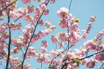 Direct Plants Prunus Pink Champagne Japanese Cherry Blossom Tree 5-6Ft Tall In A 7.5 Litre Pot from B&Q