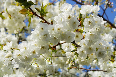 Direct Plants Prunus Shirotae Cherry Blossom Tree 5-6Ft Tall In A 7.5 Litre Pot from B&Q