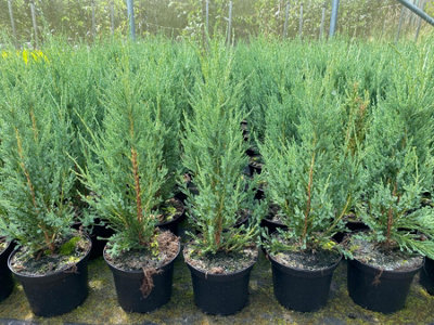 Direct Plants 5X Juniperus Skyrocket Trees Rocky Mountain Juniper Conifers In 3 Litre Pots from B&Q