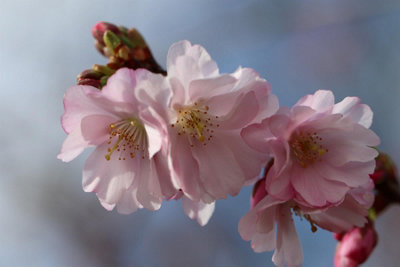 Direct Plants Prunus Accolade Cherry Blossom Tree 5-6Ft Tall In A 7.5 Litre Pot from B&Q