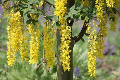 B&Q -  3X 6-7Ft Large Laburnum Vossii Golden Rain Trees