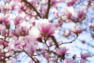 Direct Plants Magnolia Soulangeana, Fragrant Flowering Tree 4-5Ft In 3L Pot