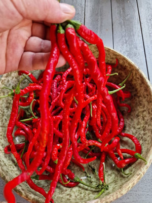 Thunder Mountain Longhorn Chilli Seeds10 Fresh Seeds from B&Q