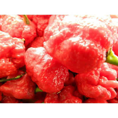 7 Pot Primo Red Chilli Seeds10 Fresh Seeds