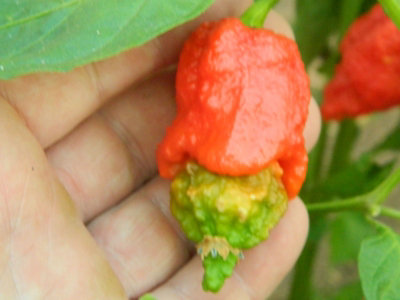 Apocalypse Chilli Seeds10 Seeds