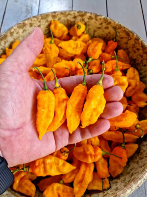 Bhut Jolokia Yellow Chilli  - 10 Fresh Seeds
