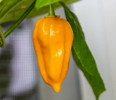 Dorset Naga Orange Chilli Seeds10 Fresh Orange Naga Pepper Seeds