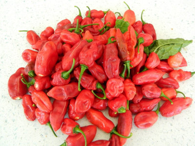 The Naga (Dorset Variety) Chilli Seeds10 Fresh Seeds