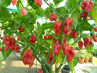 Red Fatalii Chilli Seeds10 Fresh Seeds