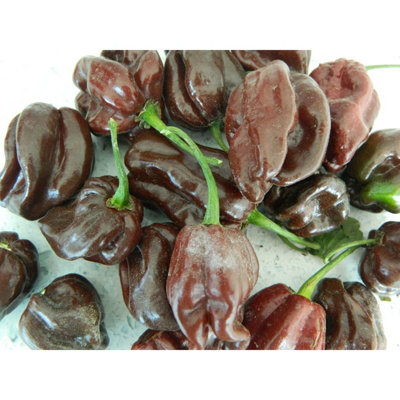 Habanero Chocolate Chilli Seeds10 Fresh Seeds from B&Q