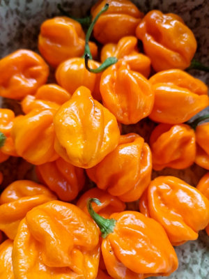 Habanero Orange Chilli Seeds10 Fresh Seeds from B&Q