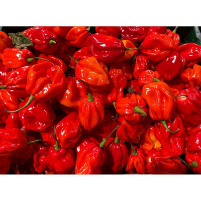 Habanero Chilli Seeds10 Fresh Seeds from B&Q