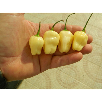 White Habanero Chilli Seeds10 Fresh Seeds from B&Q