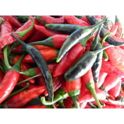 Krishna Jolokia Chilli Seeds10 Fresh Seeds